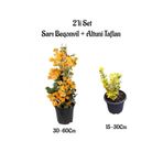 Serada Decor & Plant Sarı Begonvil Çiçeği + Altuni Taflan Bitkisi, 2'li Set, Saksılı Dış Mekan Bitkileri