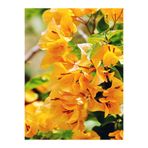 serada decor & plant Sarı Begonvil Çiçeği Fidanı, 50-60 cm, Saksılı, Dış Mekan Sarmaşık Bougainvillea