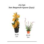 serada decor & plant Sarı Begonvil + Gaura Çiçeği 2'li Set, Dış Mekan Bitkisi