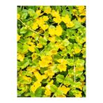 Serada Decor Plant Sarı Çiçek Açan Altın Kolye Çiçeği Zemin Örtücü Sarkıcı Bitki 30-40CM Saksılı