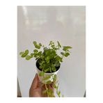 serada decor & plant Sarı Kız Altın Kolye Çiçeği, 1 Adet, 8,5 Saksı, 10-20 cm