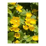 Serada Decor & Plant Sarı Kız Altın Koyle Çiçeği, Lysimachia nummularia, Sarı Çiçekli, 1 Adet Saksılı, 30-40 cm
