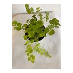serada decor & plant Sarı Kız Çiçeği, 8,5 Saksı, 10-20 cm, Saksıcı Bitki