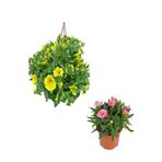 serada decor & plant Sarı Petunya Çiçeği (20-30 cm) + Pembe Karanfil (15-25 cm) 2'li Bahçe Peyzaj Seti