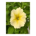 serada decor & plant Sarı Petunya Çiçeği Fidanı, 15-25 cm, Tüplü, Çiçekli Bodur Bitkiler