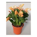 serada decor & plant Sarı Renk Yılbaşı Çiçeği 1 ADET Saksılı 10-15cm Schlumbergera Truncata