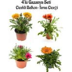 Serada Decor Plant Sarı+Kırmızı+Koyu Pembe+Turuncu Gazanya Çiçeği 4 Adet Saksılı 10-20CM Balkon Çiçeği