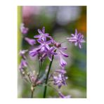 Serada Decor & Plant Sarımsak Çiçeği Tulbaghia Violacea 3'lü Set Saksılı