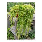 serada decor & plant Sarkıcı Dekoratif Salon Ofis Çiçeği, Sarı, 30-40 cm
