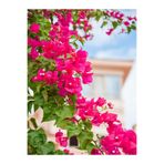 Serada Decor & Plant Sarmaşık Begonvil Çiçeği, 40-50 cm, 1 Adet Saksılı, Pembe