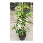 Serada Decor & Plant Schefflera Alacalı Şeflera Çiçeği, 40-80 cm, Saksılı İç Mekan Bitki