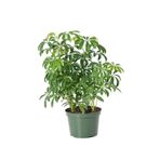 Serada Decor & Plant Schefflera Çiçeği, 20-50 cm, Saksılı İç Mekan Bitkisi, Yeşil