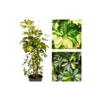Serada Decor & Plant Schefflera Çiçeği, 40-70 cm, Saksılı, İç Mekan Bitki