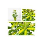 serada decor & plant Schefflera Çiçeği, Çift Dal, Alacalı, 30-70 cm, Saksılı İç Mekan Bitki