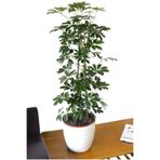 serada decor & plant Schefflera Şeflera Bitkisi, 50-80 cm, Saksılı İç Mekan Bitkisi