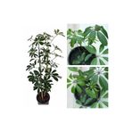 Serada Decor & Plant Schefflera Şeflera Çiçeği, 2 Dal, 30-40 cm, Yeşil, Saksılı İç Mekan Bitkileri