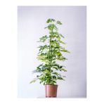serada decor & plant Schefflera (Şeflera) Saksılı İç Mekan Bitkisi, 30-60 cm, 1 Adet