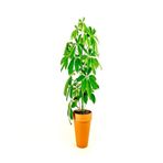 Serada Decor & Plant Schefflera Yeşil Şeflera Çiçeği, 40-70 cm, Saksılı, İç Mekan Bitki