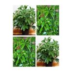 Serada Decor & Plant Schefflera Yeşil Şeflera Çiçeği, 40-80 cm, Saksılı İç Mekan Bitki