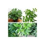 serada decor & plant Schefflera Yeşil Şeflera Çiçeği, 40-80 cm, Saksılı, İç Mekan Bitkileri