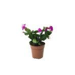 serada decor & plant Schlumbergera Purple Kaktüs Yılbaşı Çiçeği, 8,5 cm Saksı, Mor