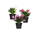 Serada Decor & Plant Schlumbergera Truncata 3 Adet Farklı Renklerde Yılbaşı Çiçeği, 15-20 cm