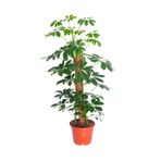 Serada Decor & Plant Şeflera 3'lü Beşparmak Çiçeği, İç Mekan Bitkileri