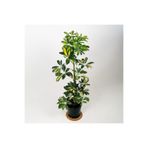 serada decor & plant Şeflera 5 Parmak Bitkisi Schefflera Çiçeği Tek Gövdeli 50-70 cm