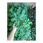serada decor & plant Şeflera Bitkisi, Beş Parmak Bitkisi, İç Mekan Salon Bitkileri, Yeşil