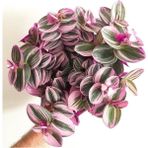 Serada Decor Plant Serada Decor&plant Mor Telgraf Çiçeği Nanouk Zebrina Sukulent 5,5 cm 1.kalite