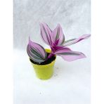 Serada Decor Plant Serada Decor&Plant Pembe Telgraf Çiçeği Tradescantia Nanouk 5.5 Cm Saksı