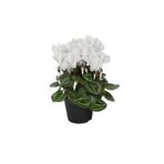 Serada Decor & Plant Şıklamen Çiçeği, Hediyelik Ofis Bitkisi, Beyaz Çiçekli