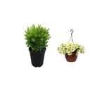 serada decor & plant Şimşir Çalısı, Sarı Petunya Çiçeği, Dekoratif Taş 3'lü Peyzaj Seti