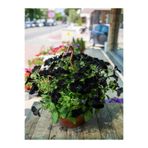 Serada Decor & Plant Siyah Petunya Çiçeği, 20-30 cm, 1 Adet Saksılı Çiçekli Bodur Bitki