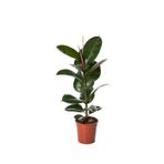 Serada Decor & Plant Siyah Yapraklı Kauçuk Fidanı, Saksılı, Mini Boy, Salon Ofis Çiçeği