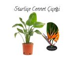 Serada Decor Plant Starliçe (Strelitzia Reginae) Cennet Kuşu Bitkisi 50-70 cm Salon Çiçeği