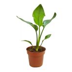 serada decor & plant Strelitzia Cennet Kuşu Çiçeği, 1 Adet, Saksılı, 10-30cm Mini Boy, Yeşil