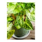 serada decor & plant Syngonium Melek Kanadı Çiçeği, 20-45cm, Saksılı, Yeşil