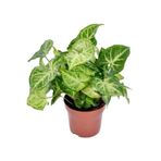 serada decor & plant Syngonium Ok Başı Otu Melek Kanadı Sarmaşığı, 20-30cm, İç Mekan Çiçeği