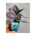 Serada Decor & Plant Telgraf Çiçeği Fidesi, 15-20cm, 1 Adet