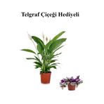 serada decor & plant Telgraf Çiçeği Hediyeli, Beyaz Barış Çiçeği, Sarı Milli Kaktüs, Kadınlar Gününe Özel