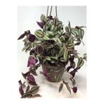Serada Decor & Plant Telgraf Çiçeği, Yeşil-Mor Renk, 30-50cm, Makrome Saksılı