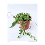Serada Decor & Plant Tesbih Çiçeği Sukulent Senecio, 5.5 cm Saksıda
