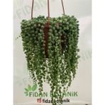 Serada Decor Plant Tesbih Çiçeği