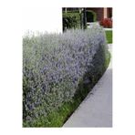Serada Decor & Plant Teucrium Fruticans Dekoratif Zeytin Çalısı, 30-45 cm, 5 Adet Saksılı