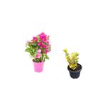 serada decor & plant Toz Pembe Gelin Begonvil Çiçeği + Altuni Taflan Çit Bitkisi, Saksılı, 2'li Set