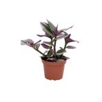 serada decor & plant Tradescantia Nanouk, 3-4 Köklü, Pembe Telgraf Çiçeği, 20 cm Saksı