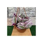 serada decor & plant Tradescantia Nanouk Telgraf Çiçeği, Alacalı Yapraklı, Sarkaç Saksıda