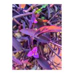 serada decor & plant Tradescantia Telgraf Çiçeği Kara Sevda, 20-40 cm, Saksılı, Mor, İç Dış Mekan Bitkisi