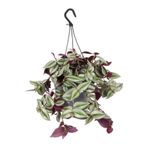 Serada Decor & Plant Tradescantia Zebrina Makrome Saksılı Telgraf Çiçeği